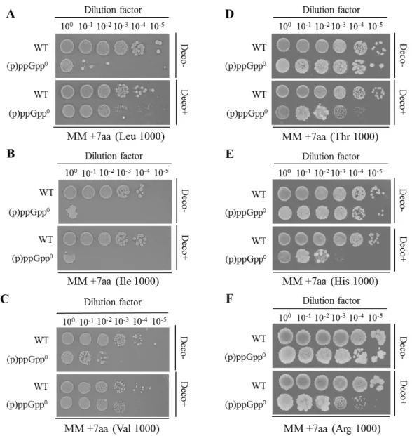 Fig.  3-6  (p)ppGpp 合成欠損によって 要求性となるアミノ酸 過剰添加が (p)ppGpp 0 株 (NBS1440)の生育に与える影響の検証 