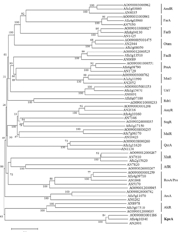 Fig. 6 Phylogenetic analysis of KpeA and other Zn(II) 2 -Cys 6 -type proteins in  A. oyrzae, A