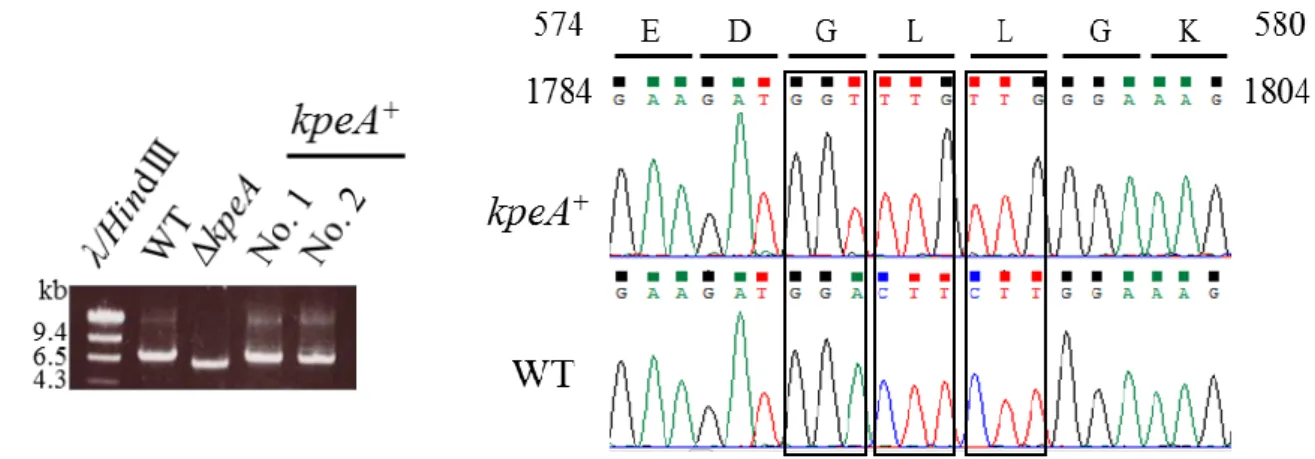 Fig. 8 PCR and sequence analysis for confirmation of kpeA +  transformant. 
