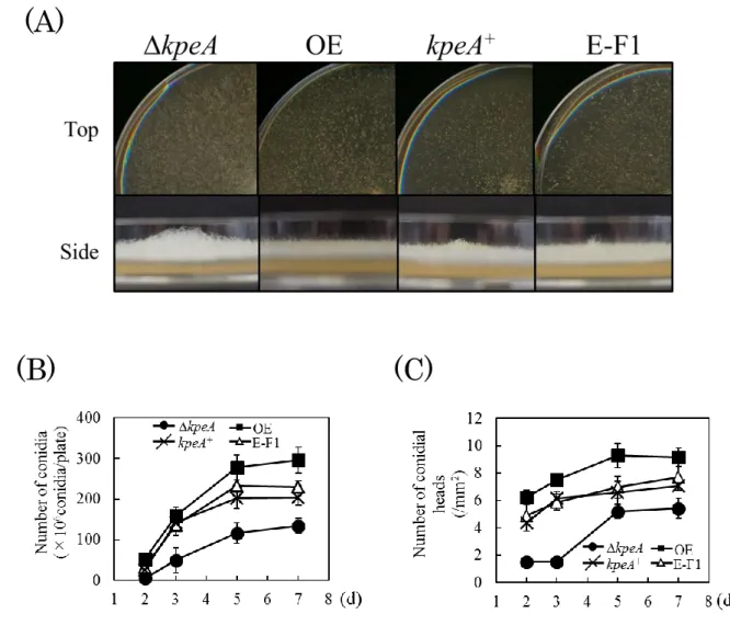 Fig. 9 Effect of disruption and overexpression of the kpeA gene on conidiation. 