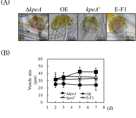 Fig. 10 Effect of disruption and overexpression of the kpeA gene of vesicle formation