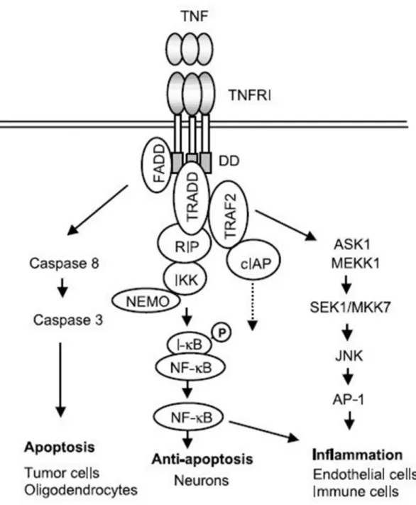 Figure 0-1    TNF signal transduction pathway and its biological function 