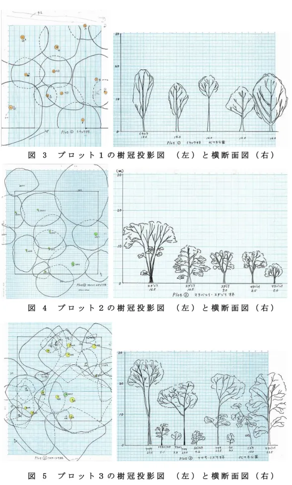 図   3   プ ロ ッ ト １ の 樹 冠 投 影 図   （ 左 ） と 横 断 面 図 （ 右 ）        