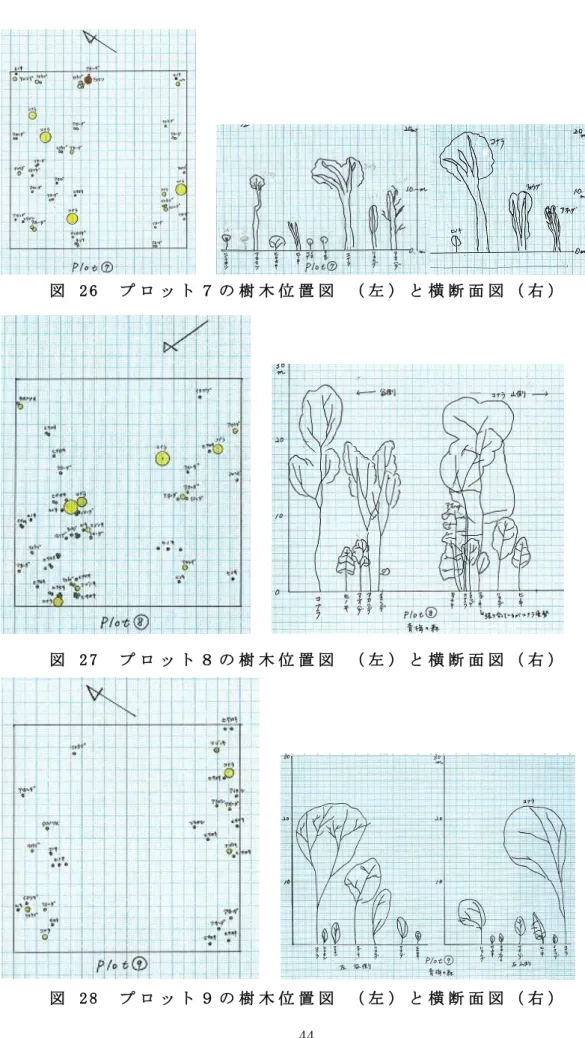 図   2 6   プ ロ ッ ト ７ の 樹 木 位 置 図   （ 左 ） と 横 断 面 図 （ 右 ）  