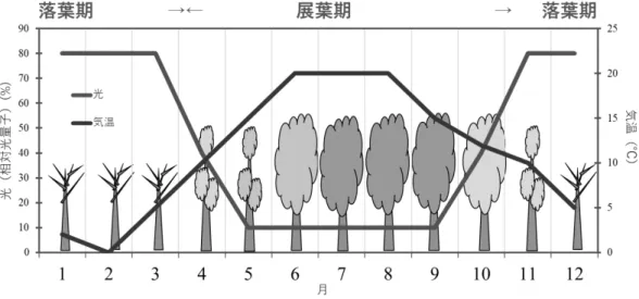 図 84   落葉広葉樹における林床環境の季節変化のモデル 