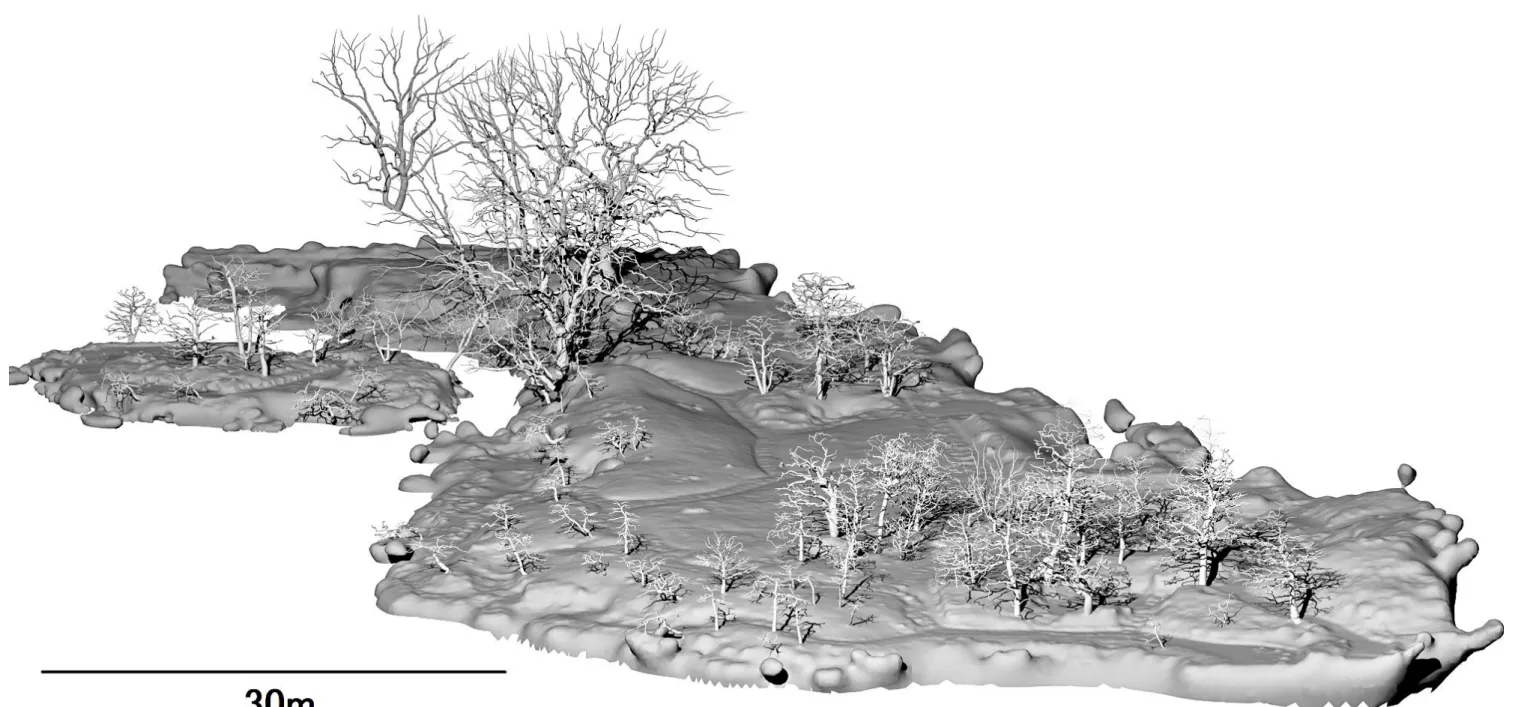 図 26 (b)  対象エリア全体の 3D 樹木モデルの構築図 