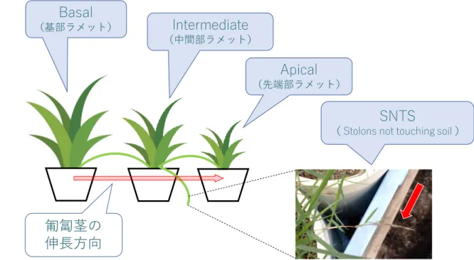図  9  「水平方向の水分と塩分の移動」 （実験 B）の実験における「Intact」と「Sever」の 模式図 