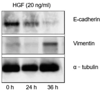 Fig. 1 HGF induced EMT­like changes in HSC3 cells. HGF (20 ng/mL) downregulated Ecadherin and upregulated vimentin in a timedependent manner compared with un­