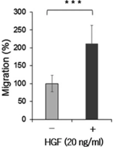 Fig. 5 Inhibition of HGF­induced EMT­like changes by the c