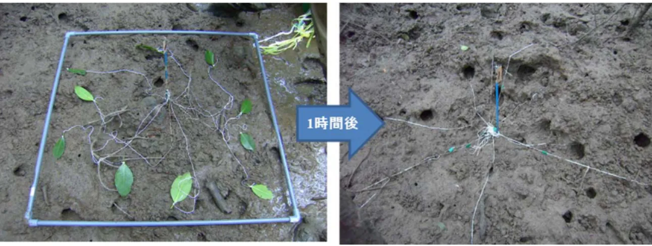 図 3-4  島 尻 地 区 林 床 に 設 置 し た マ ン グ ロ ー ブ 落 葉 と そ れ ら が N.  sm ithi の 巣 穴 に 運 ば れ た 様 子