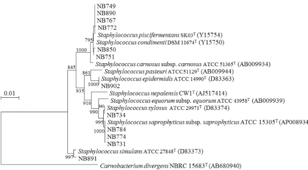 図 1-3.   タ イ 分 離 株 Staphylococcus 属 の 16S rRNA 遺 伝 子 配 列 に 基 づ く 系 統 樹