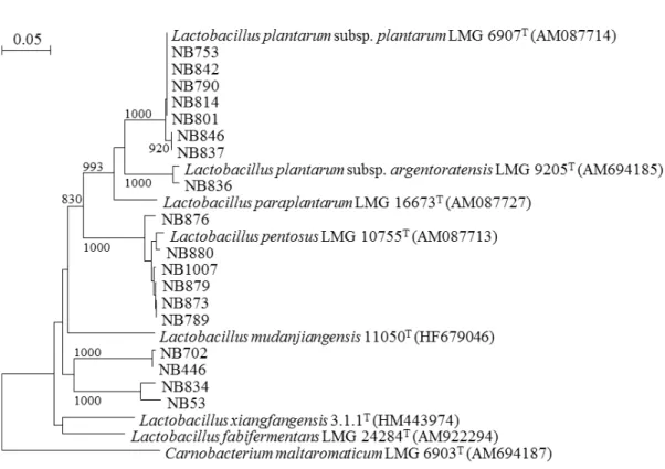 図 1-4.  タ イ 分 離 株 乳 酸 菌 で L. plantarum  group の pheS 遺 伝 子 配 列 に 基 づ く 系
