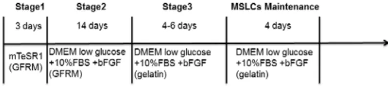 Fig. 2 Morphology of MSLCs derived  from HG-iPSCs.   
