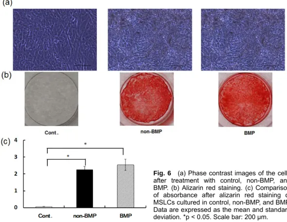 Fig. 6 (a) Phase contrast images of the cells after treatment with control, non-BMP, and BMP