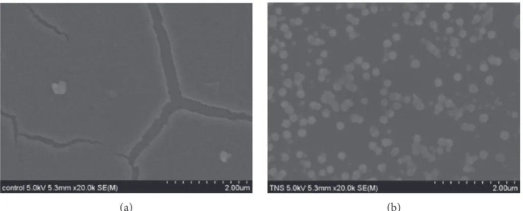 Figure 11: SEM images of exposure to SBF solution on (a) Ti and (b) TNS QCM sensors.