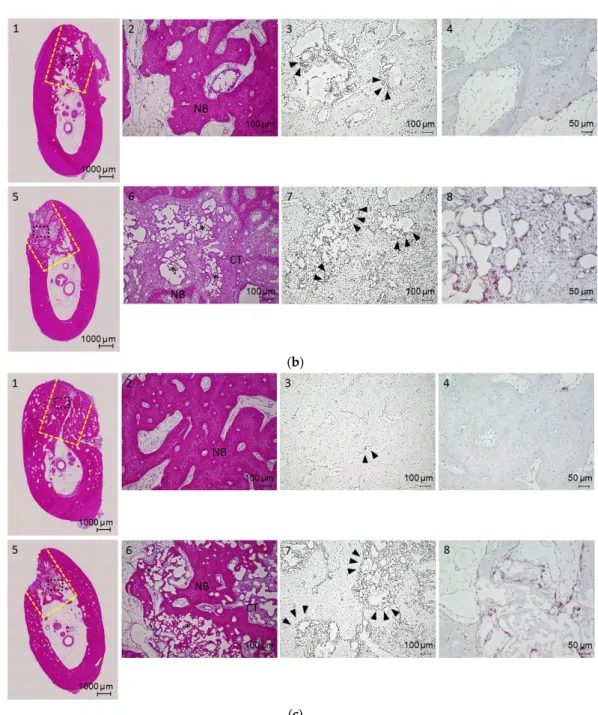 Figure 5. (a) Hematoxylin and eosin (H&amp;E)-stained sections (1, 2, 5 and 6), immunostaining (3 and 7),  and tartrate-resistant acid phosphatase (TRAP) staining (4 and 8) of bone defects in the bFGF (1–4)  and control (5–8) groups at two weeks; (b) H&amp