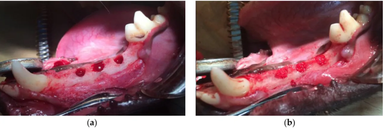 Figure 7. Photographs of (a) surgically created and (b) treated identical defects. 