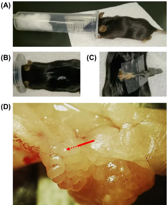 Fig. 1. Surgical exposure of oviducts for GONAD procedure. 