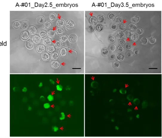 Fig.  4.  Enhanced  GFP  expression  in  day  2.5  to  day  3.5  stage  embryos  recovered  from  the  dissected oviducts that were in vitro electroporated with eGFP mRNA