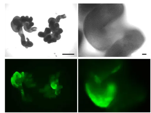 Fig. 5. Enhanced GFP expression in the oviducts following the GONAD procedure. 