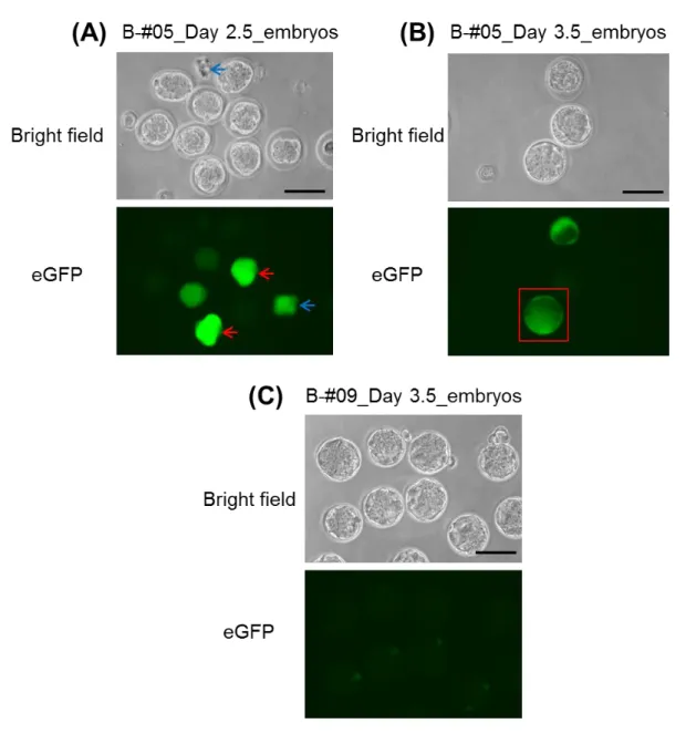 Fig. 6. Enhanced GFP expression in the embryos following the GONAD procedure. 