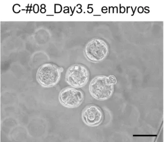 Fig.  9.  Bright  field  micrograph  of  embryos  collected  and  cultured  for  two-days  after  in  vitro  electroporation of CRISPR/Cas9 RNAs against the eEF2 gene