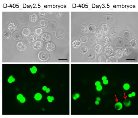 Fig. 12. Enhanced GFP expression in the embryos following the GONAD procedure. 