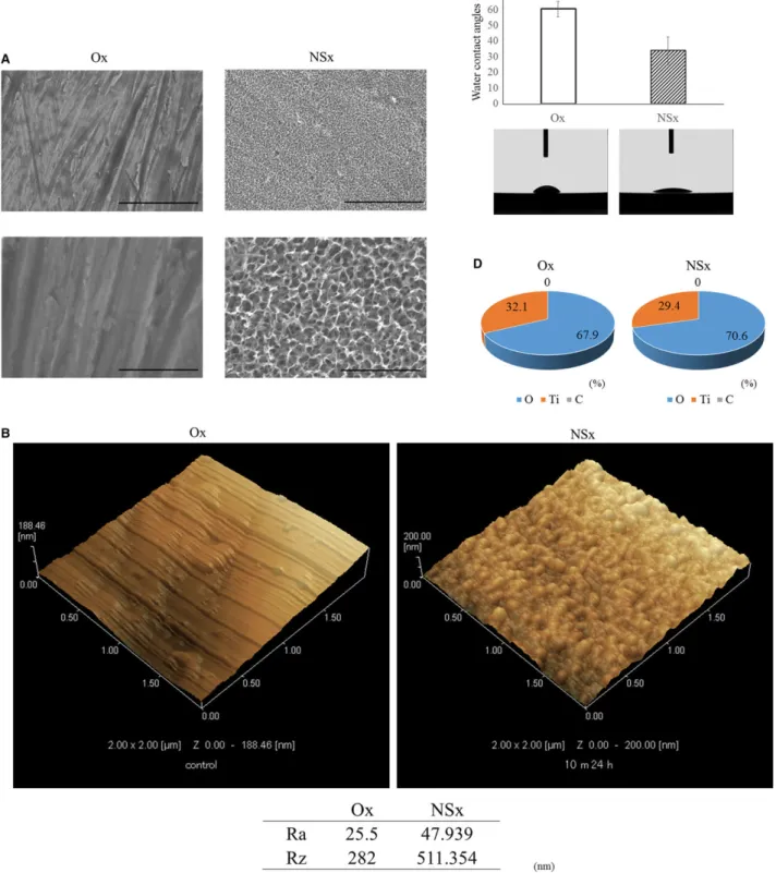 Fig. 1. Modiﬁed titanium surface analysis. (A) Titanium surface structure analyzed by scanning electron micrographs of disks from the heated titanium without nano-sheet (Ox) and heated titanium nano-sheet (NSx) groups
