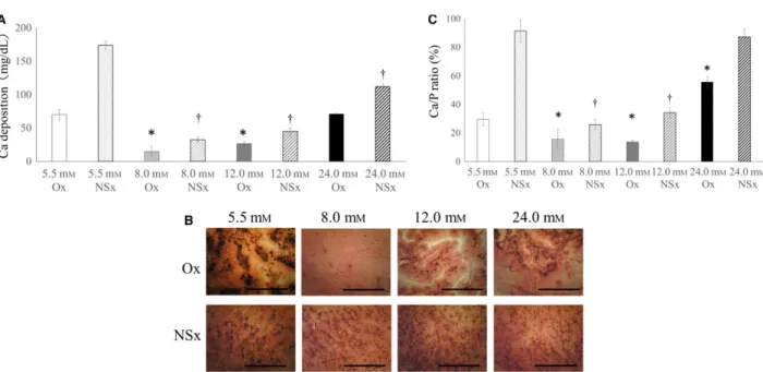 Fig. 4. Eﬀect of glucose concentrations on mineralization. (A) Ca deposition by bone marrow-derived mesenchymal stromal cells seeded on disks from heated titanium without nano-sheet (Ox) and heated titanium nano-sheet (NSx) groups after 4 wk of culture in 