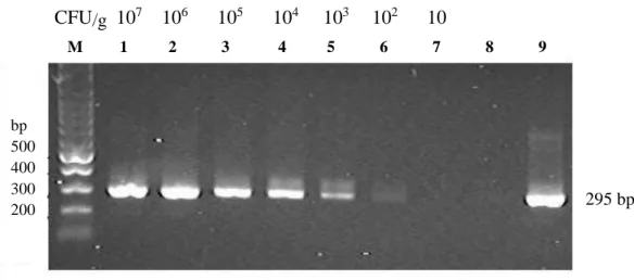 Figure  4.  Detection  limit  of  the  semi-nested  PCR  procedure  in  detecting  extracted  genomic  DNA  of  M