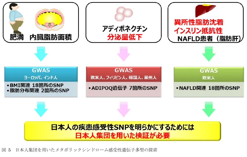 図  5  日本人集団を用いたメタボリックシンドローム感受性遺伝子多型の探索 