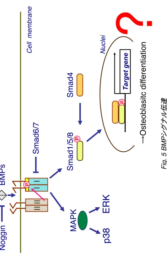 Fig. 5 BMPシグナル伝達�