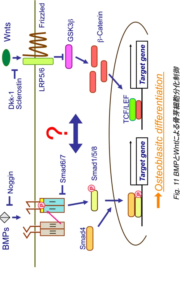 Fig. 11 BMPとWntによる骨芽細胞分化制御Smad1/5/8 Smad4 P  BMPs  Target geneII II I I P  Osteoblasitc differentiation Smad6/7Noggin Wnts LRP5/6