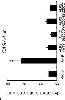 Fig. 2-1 ALK2(G356D)はBMPシグナルを活性化する� A B  Vector!ALK2! (WT)!ALK2!(G356D)!ALK2!(R206H)!ALK2!(Q207D)!5!10!15!20!25!0!Relative luciferase unit!* * * Relative luciferase unit!Vector!ALK2! (WT)!ALK2!(G356D)!ALK2!(R206H)!ALK2!(Q207D)!TGF!"6!4!2!0!* IdWT4F-Luc
