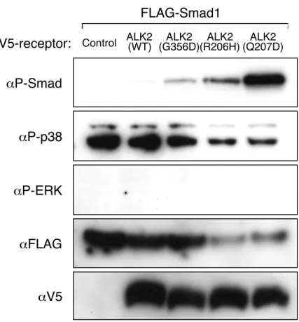 Fig. 2-2 ALK2(G356D) は Smad のリン酸化レベルを上昇させる�