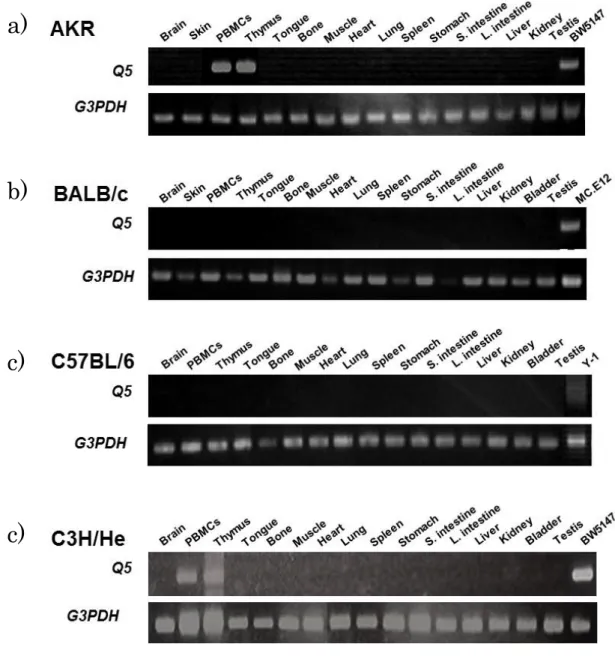 図 2.  各種マウス系統から得られた様々な臓器および細胞における RT-PCR による Q5 遺伝子の転写の検出