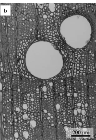 Fig. 2.7.  横断面での年輪界付近の様子（光学顕微鏡写真）