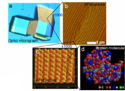Fig. 1.    Protein crystals and their surfaces observed in various size scales.    (a) An optical  micrograph of tetragonal lysozyme crystals in 0.1-1 mm size scale, (b) a spiral growth  hillock observed by atomic force microscopy (AFM) in several µm size 