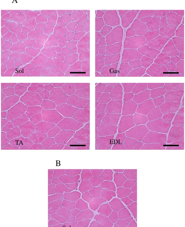 Fig. 1. Representative cross-sections of rat skeletal muscle stained with hematoxylin  and eosin