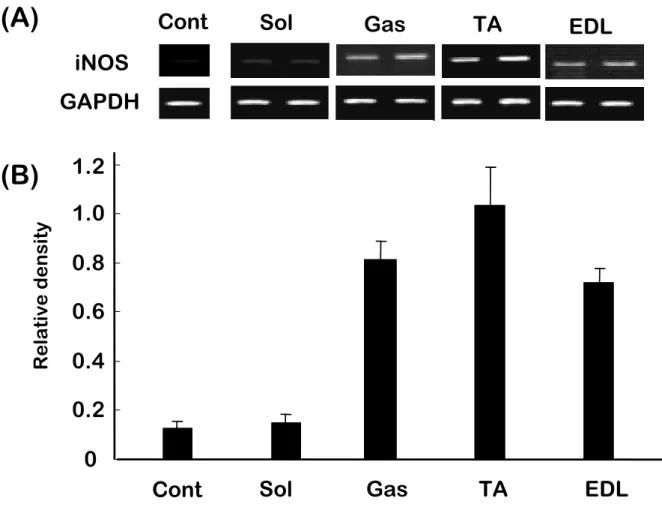 Fig. 5.  Expression of inducible nitric oxide synthase (iNOS) mRNA  （ A ）   and  densitometric analysis data  （ B ）   in rat skeletal muscle following 3.0-G  hypergravity