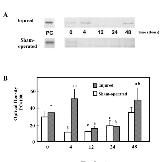 Fig. 2.  Changes in iNOS protein expression at 0, 4, 12, 24, and 48 hours after a  single stretch injury  or sham operation in  rabbit TA
