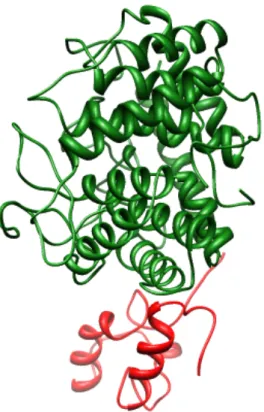 図 8 は、No.8 の CelA のホモロジーモデルである。表 A より GH8 の構造を Ribbon モデル で緑に、Dockerin	
 I の構造を Ribbon モデルで赤に表示した。	
  	
  	
  図 8：No.8	
  CelA のホモロジーモデル	
  	
  	
  	
  	
 