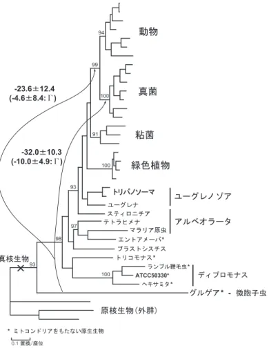 表 1 に示した真核生物の大きな分類群相互の系統進化学的関係については，1995 年ぐらいま では，主として小亜粒子リボソーム RNA（SSUrRNA）の塩基配列比較に基づいて解析されて きた．リボソーム RNA は，細胞内の蛋白質合成装置であるリボソームの構成成分であり，全 ての生物に存在することから，真核生物全体を通して系統樹解析を行うのに適した分子である と考えられる．図 3 には，最近に至るまで広く受け入れられていた SSUrRNA の系統樹を模式 的に示した（Leipe et al