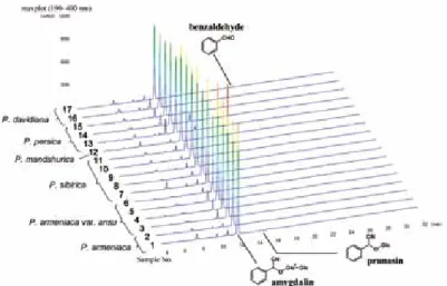 Fig. 2.   HPLC analytical patterns of the characteristic contituents including amygdalin and its derivatives.