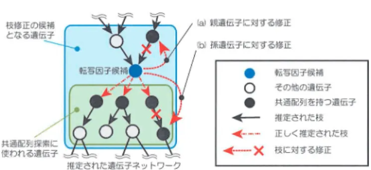 図 4. 配列情報を利用した再推定で期待される枝修正の例． このアルゴリズムでは得られるネットワークに変化がなくなるまで遺伝子ネットワークの推 定と共通配列探索を繰り返し行う．この方法ではアルゴリズムの収束性は保証されないが，現 実的には比較的少ない回数で終了する． 図 4 にネットワークの再推定によって期待される枝の修正例を示す．共通配列探索で発見さ れた配列を持つ遺伝子は，転写候補遺伝子に対して直接の子供遺伝子である可能性が高いと言 える．従って，配列をもつ転写因子候補の孫遺伝子に対しては図中の（b）で