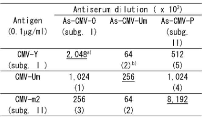Fig. - に結果を示した ῌ 精製 CMV-Um で吸収した -Um 抗体は各希釈倍率区で陽性反応限界値以下であったので -Um 抗体は吸収によって除去されたことを示した ῌ 一方 ῍ CMV-m , で吸収した Um 抗体 ῍ また CMV-O で吸収した Um 抗体は非吸収の対照と同様にいずれも -Um に対して 高い吸光値を示し ῍ IgG 希釈倍数 +** , *** 倍まで反応した ῌ しかし ῍ 各希釈倍数区における吸光値は -m , 吸収抗体より 低く ῍ 一部の抗体が吸収されていた ῌ 