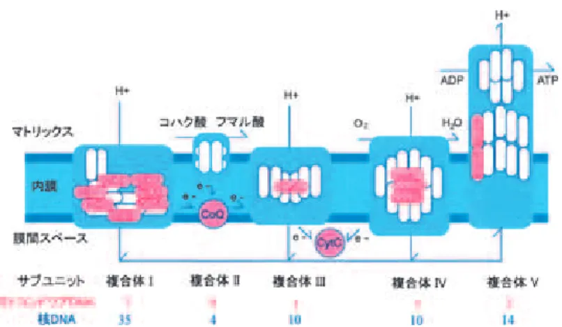 図 1. ミトコンドリアの電子伝達系の模式図． 複合体 II は，コハク酸の酸化によって電子をユビキノンに伝える TCA 回路と電子伝達系を 直接連絡する複合体である．動物では 4 つのサブユニット全て核遺伝子にコードする （Scheﬄer, 1998）． 複合体 III （別名 bc 1 複合体）は，複合体 I と II で還元されたユビキノン（つまりユビキノー ル）から電子を受けとり，チトクローム c （cytochrome c）に伝達し，この反応でマトリックスか ら膜間スペースにプロトンを輸送する（B