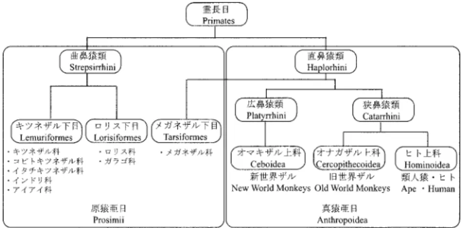 図 2 に，模式的な霊長目の分類を示す．