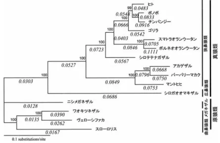 図 3. ミトコンドリアタンパク質のアミノ酸配列 （3,585 残基） をもとに解析した QP 系統樹．QP サポートバリュー （各ノードの信頼値：％） を各ノードに示す．各枝の下には， dN/dS = ω の推定値を斜字体で示す．ガンマ分布の形状母数は 0.45 と推定された．