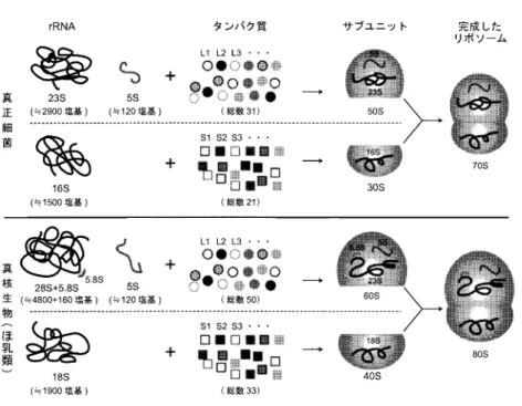 図 1. リボソームの構成成分．S は沈降係数を表す．リボソームタンパク質の番号の表示体系 は真正細菌と哺乳類とで異なっており（表 1），原則として同一番号のものは相同タンパ ク質ではない． ど報告されていなかったが，近年の遺伝子解析技術の発展に伴い，さまざまな原生生物に関す る遺伝子解析が行われ，配列データが蓄積されつつある．これらをもとに，原生生物の系統進 化を探るとともに，真核生物の初期進化における高次の系統群の分岐の過程をたどることが可 能となりつつある． 本稿では，最尤法の枠組みにおいて結合データ